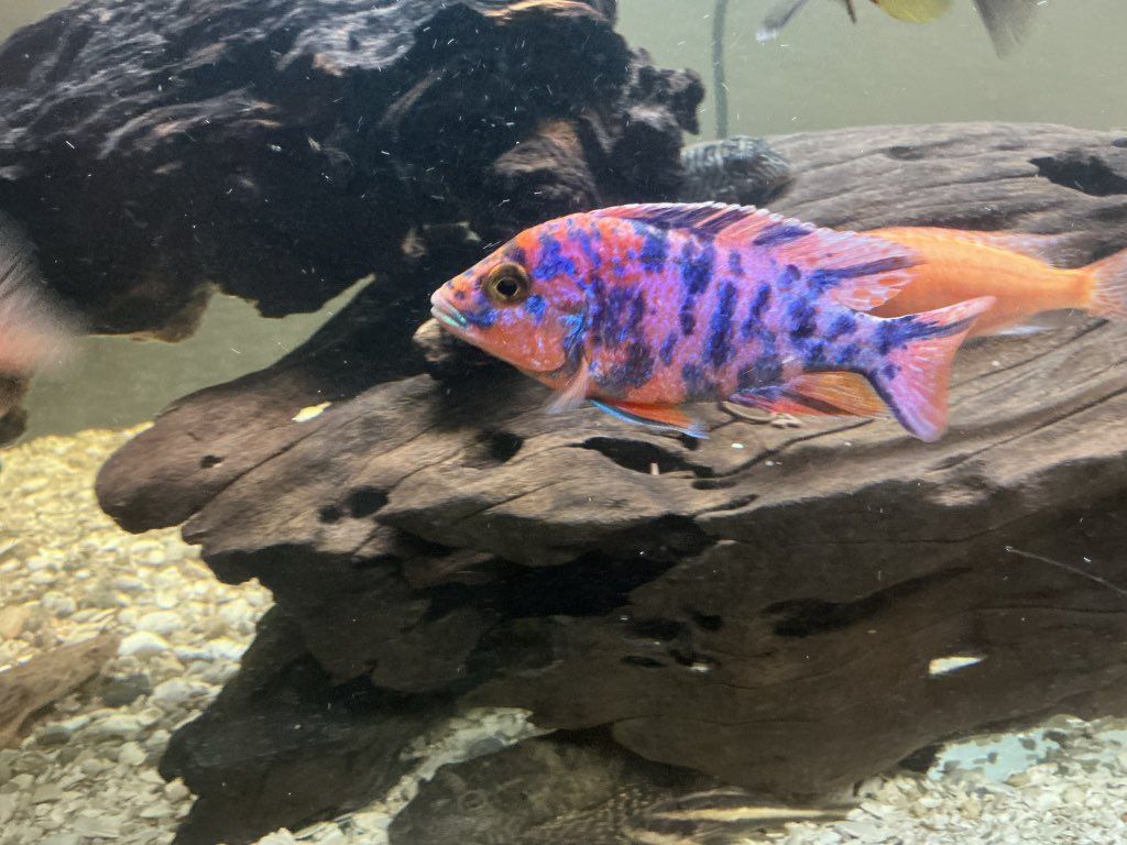 Customer photos
