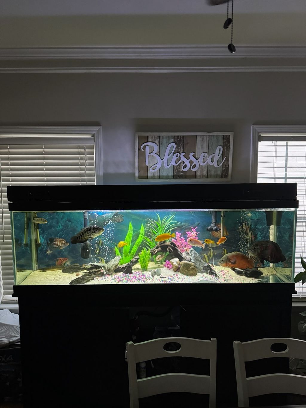 120 gallon after..👌🏽
