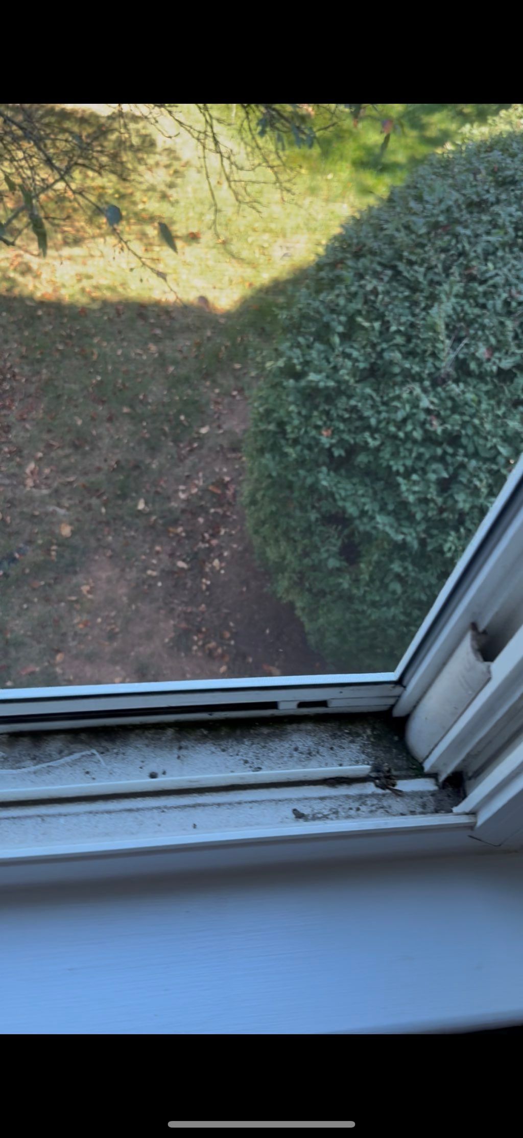 Before- window cleaning 