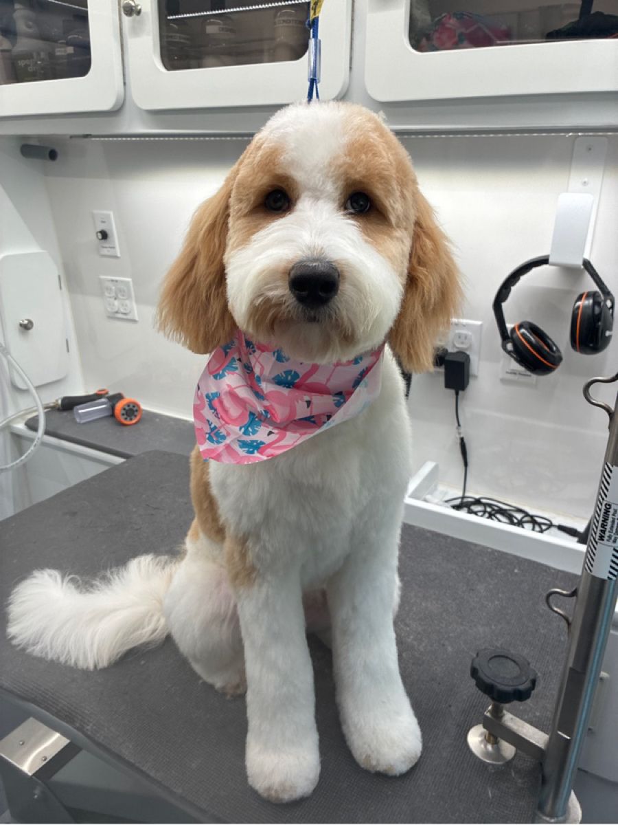 Bath + Full Groom