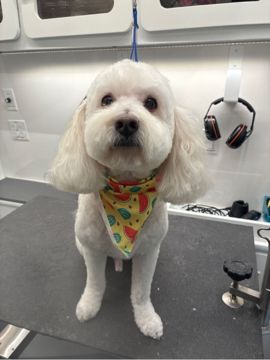 Bath + Full Groom