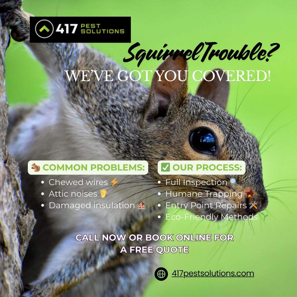 SQUIRREL REMOVAL