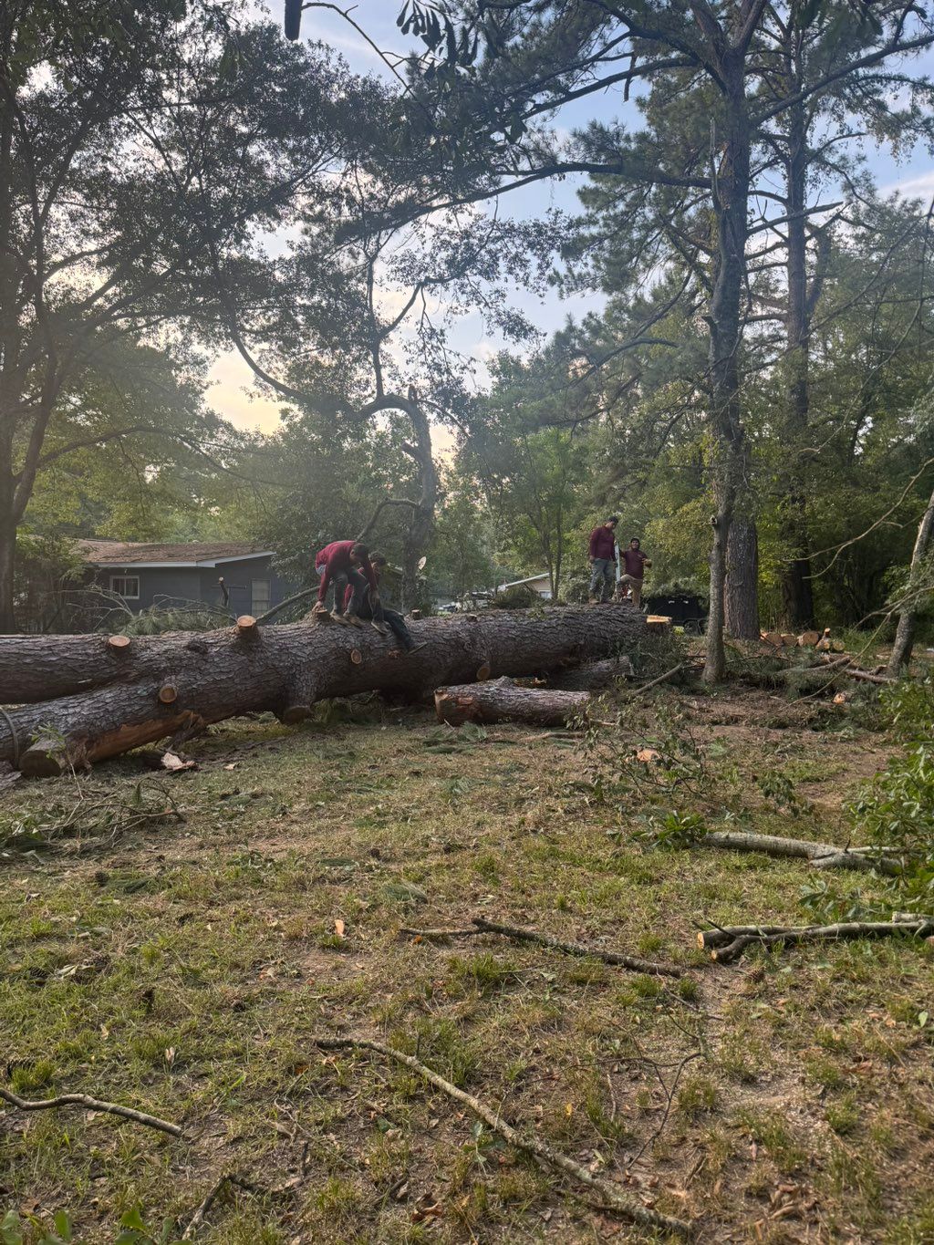 Large dangerous pine tree removal. 