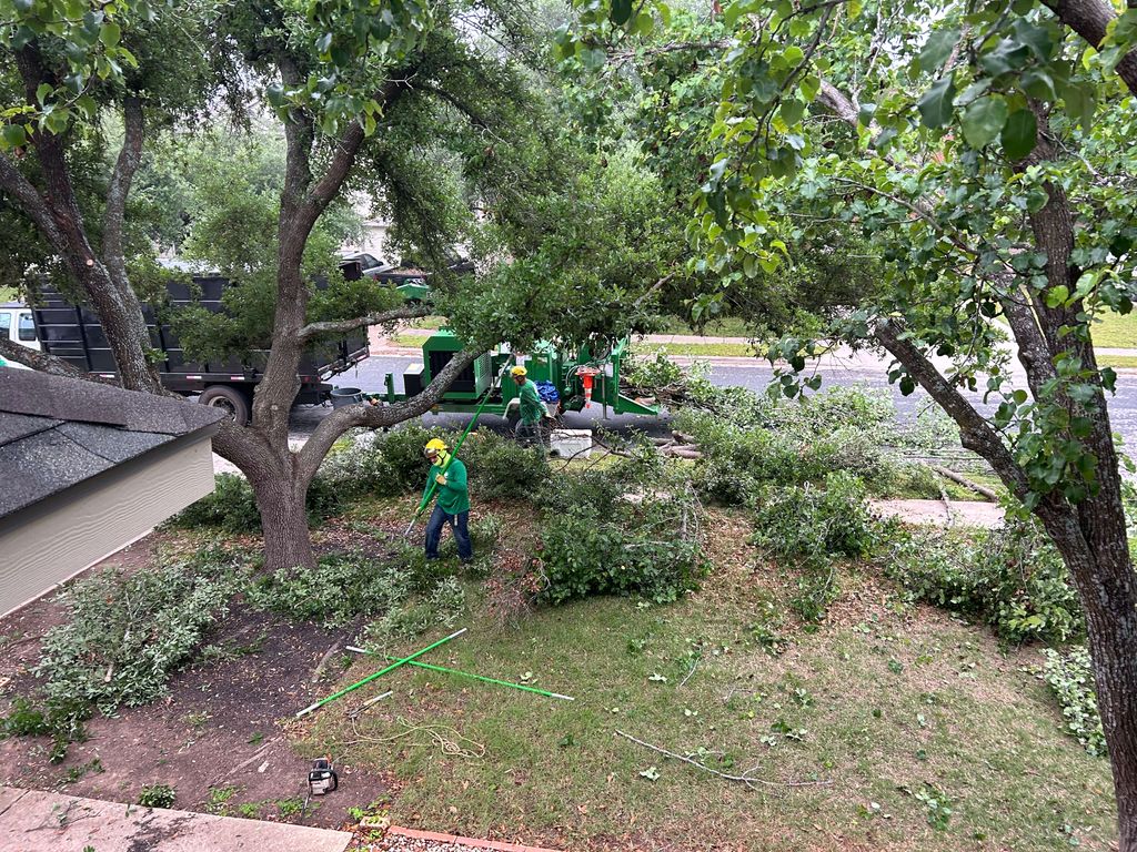 Professional Tree Trimming Services by a Certified