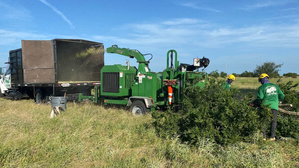 Expert Tree Removal Specialist's