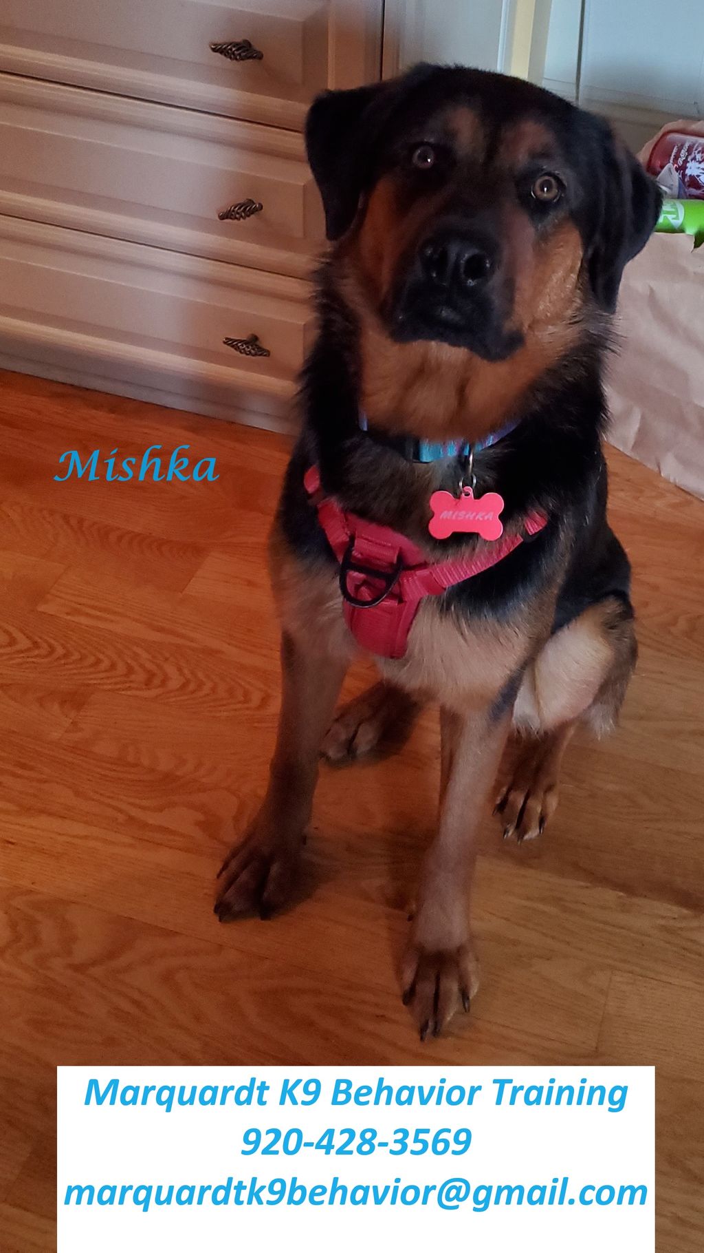 Mishka chased the cat, until they were friends.