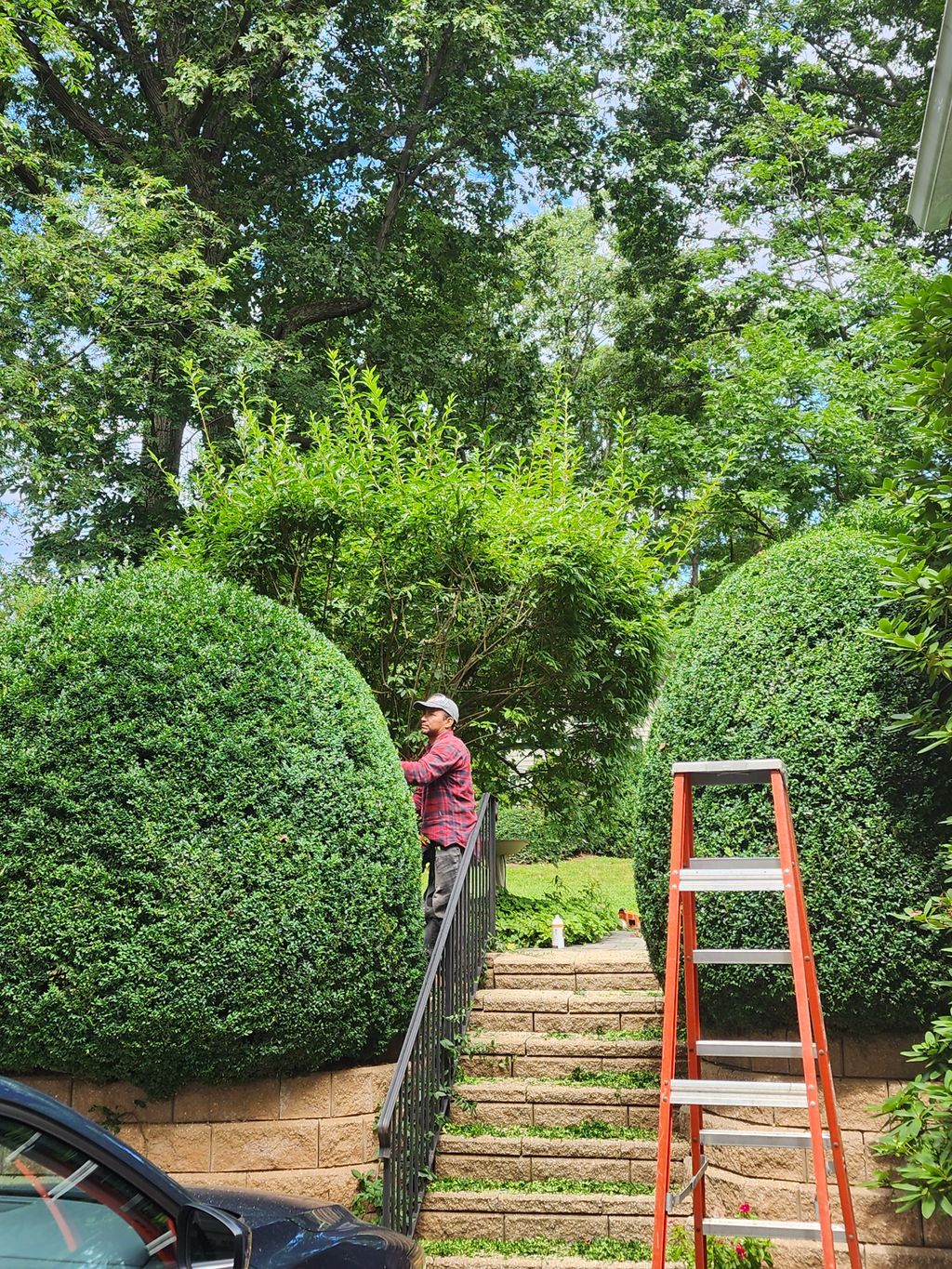 trimming overgronwn bushes 