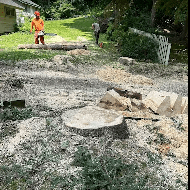 Avatar for WM Tree Services