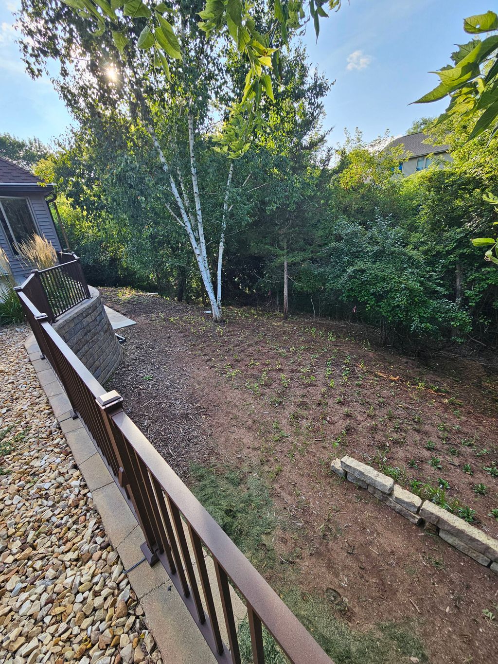 Backyard lawn replacement in native plants, year 1