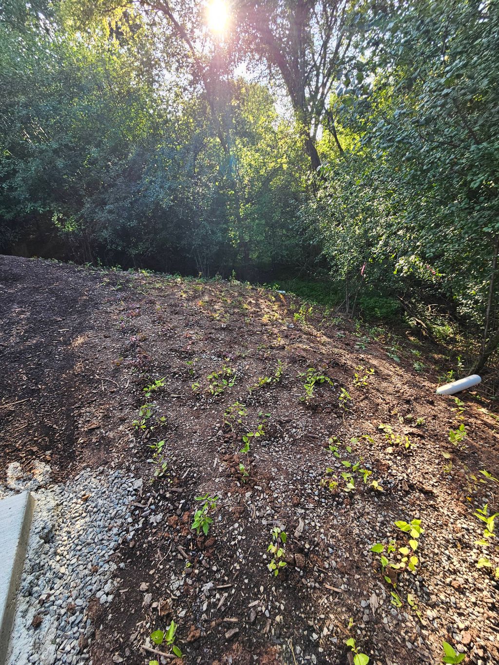 Backyard lawn replacement in native plants, year 1