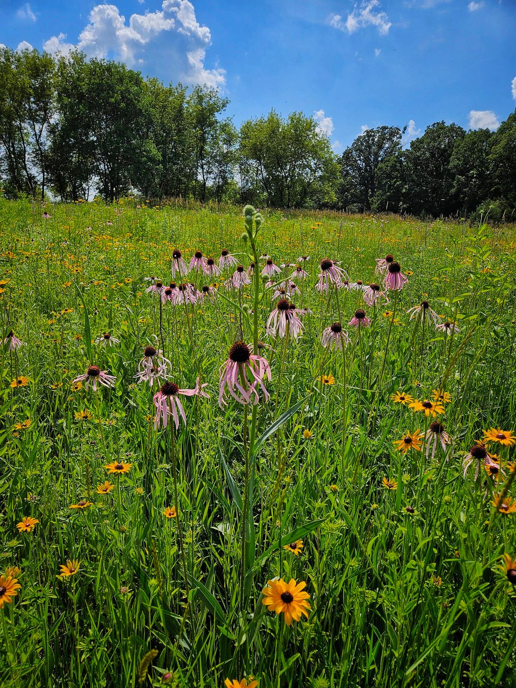 7 acre Prairie installment in year 3