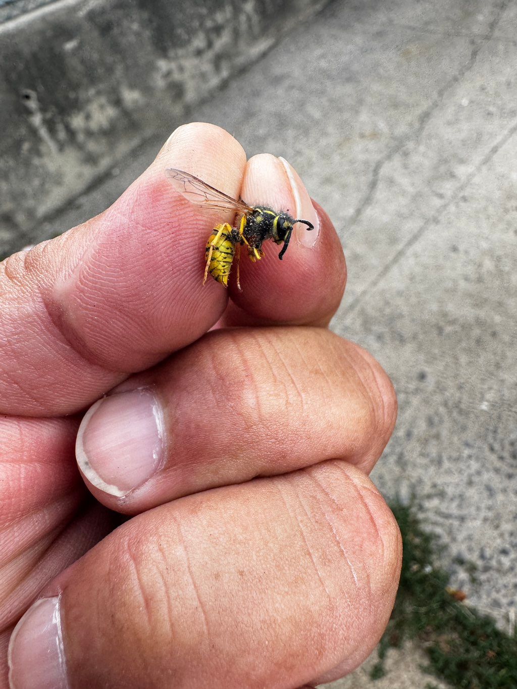 Wasp removal.  Yellow Jackets 