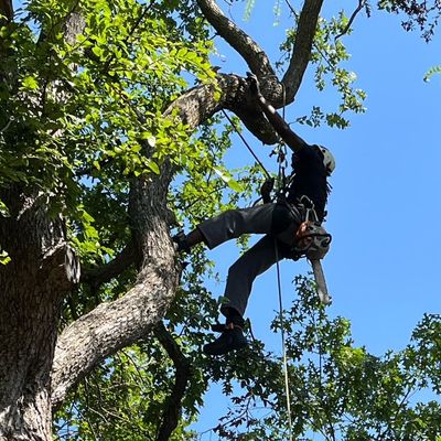 Avatar for Tree Services Inspired