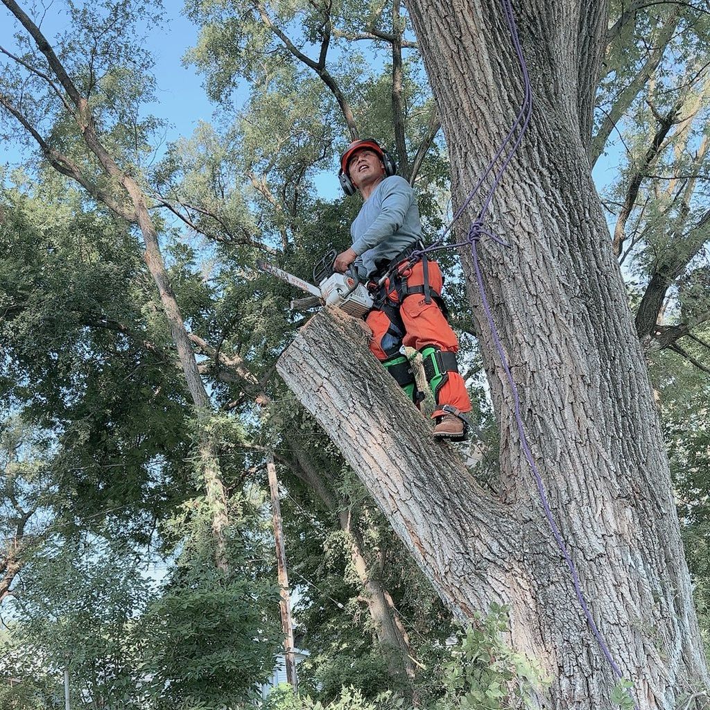 Antonio's Tree Service