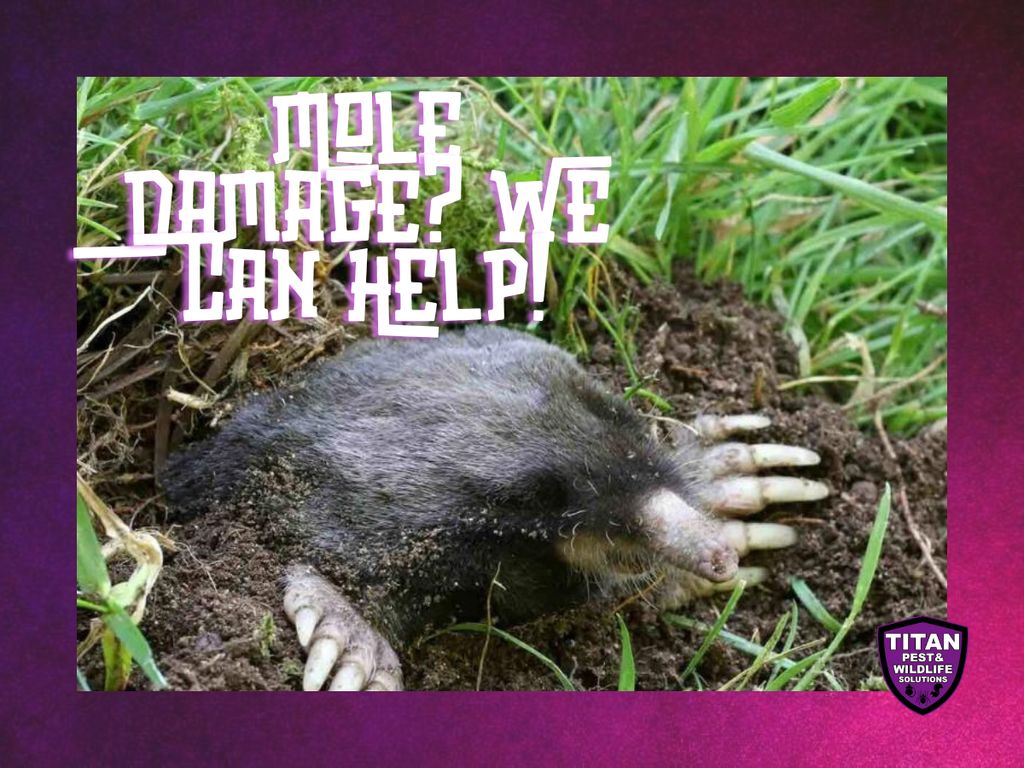 Mole Control
