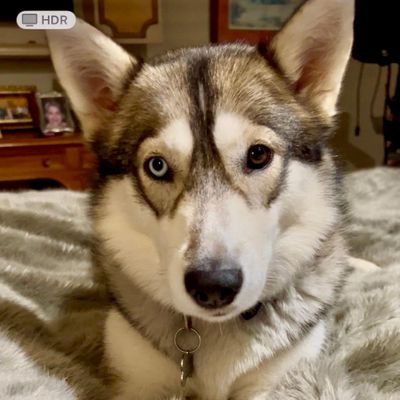 Avatar for Magnolia Pet Sitting