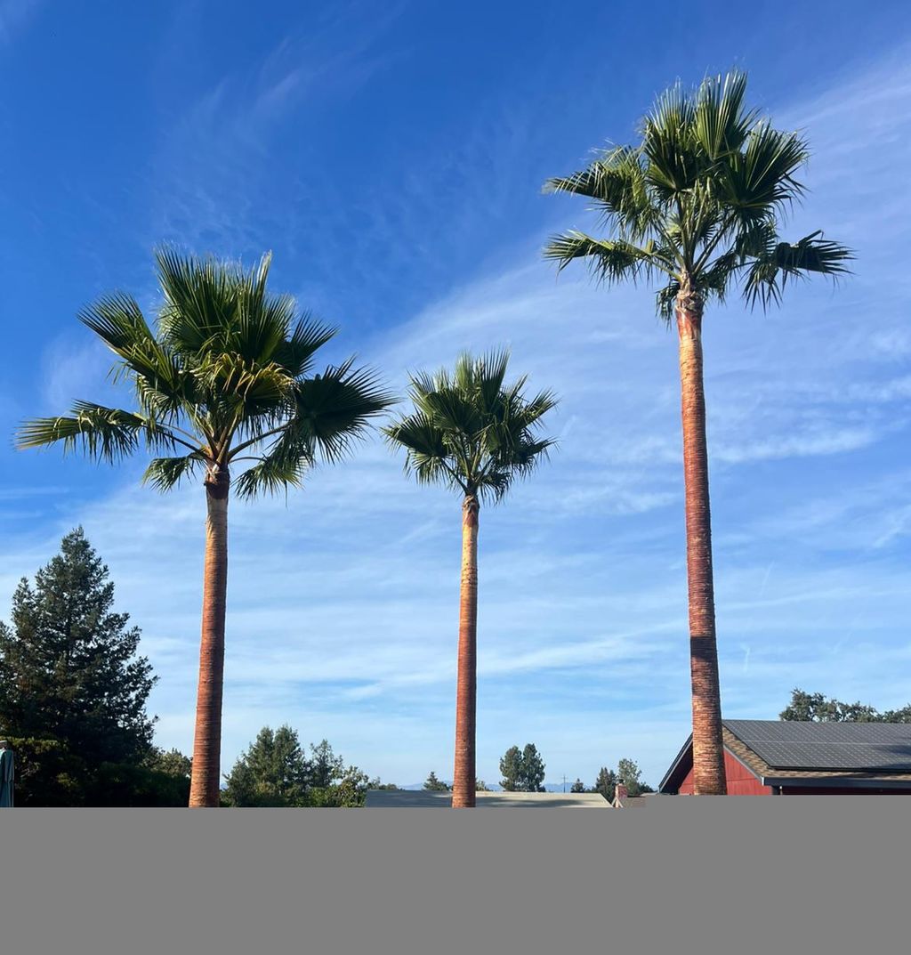 Clean palms . With the new fresh look