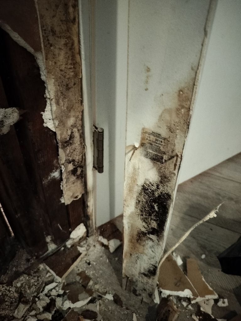 😮   #mold #moldremoval 