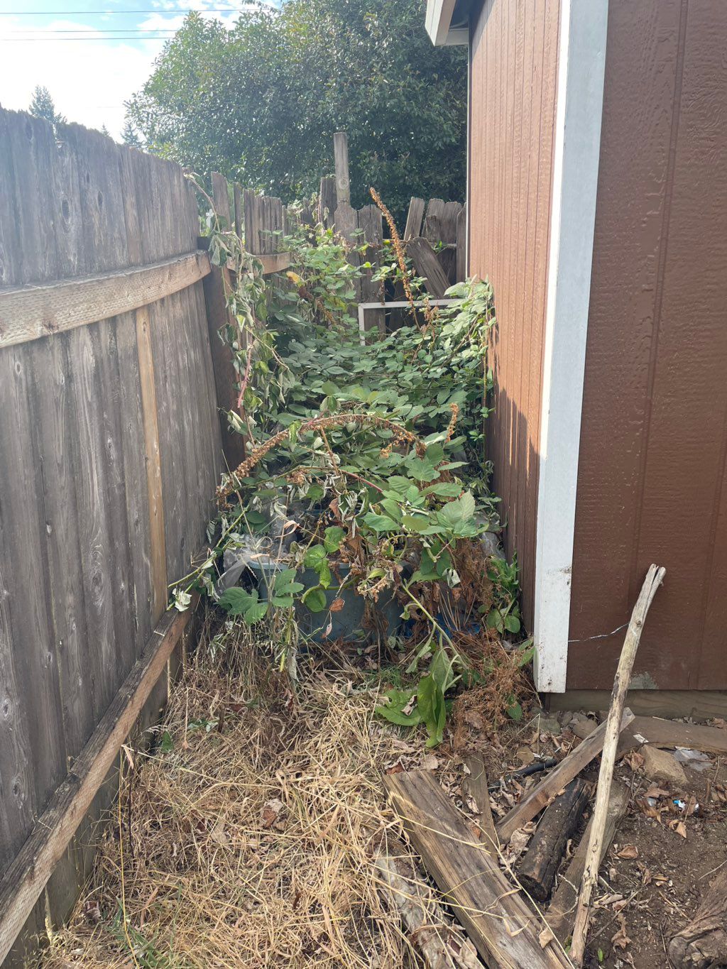 Bramble removal before 