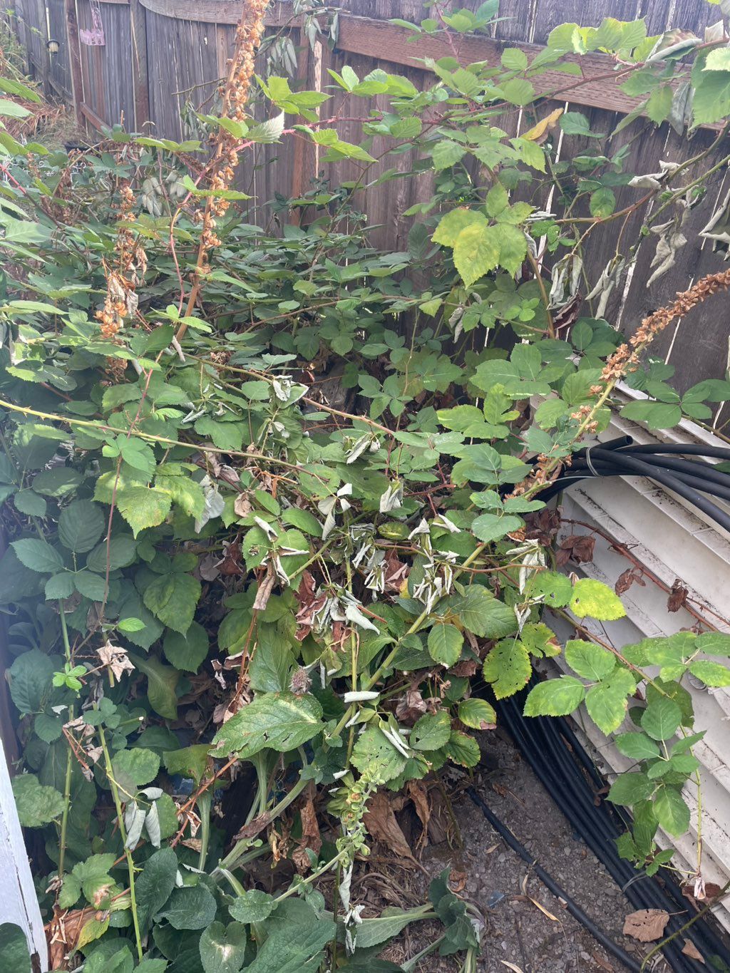 Bramble removal before 