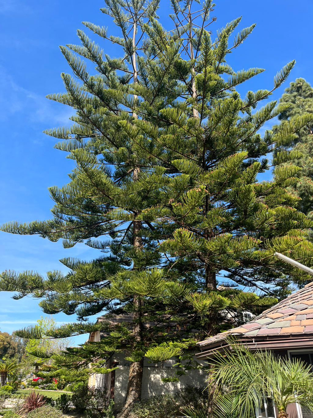 Before tree trim