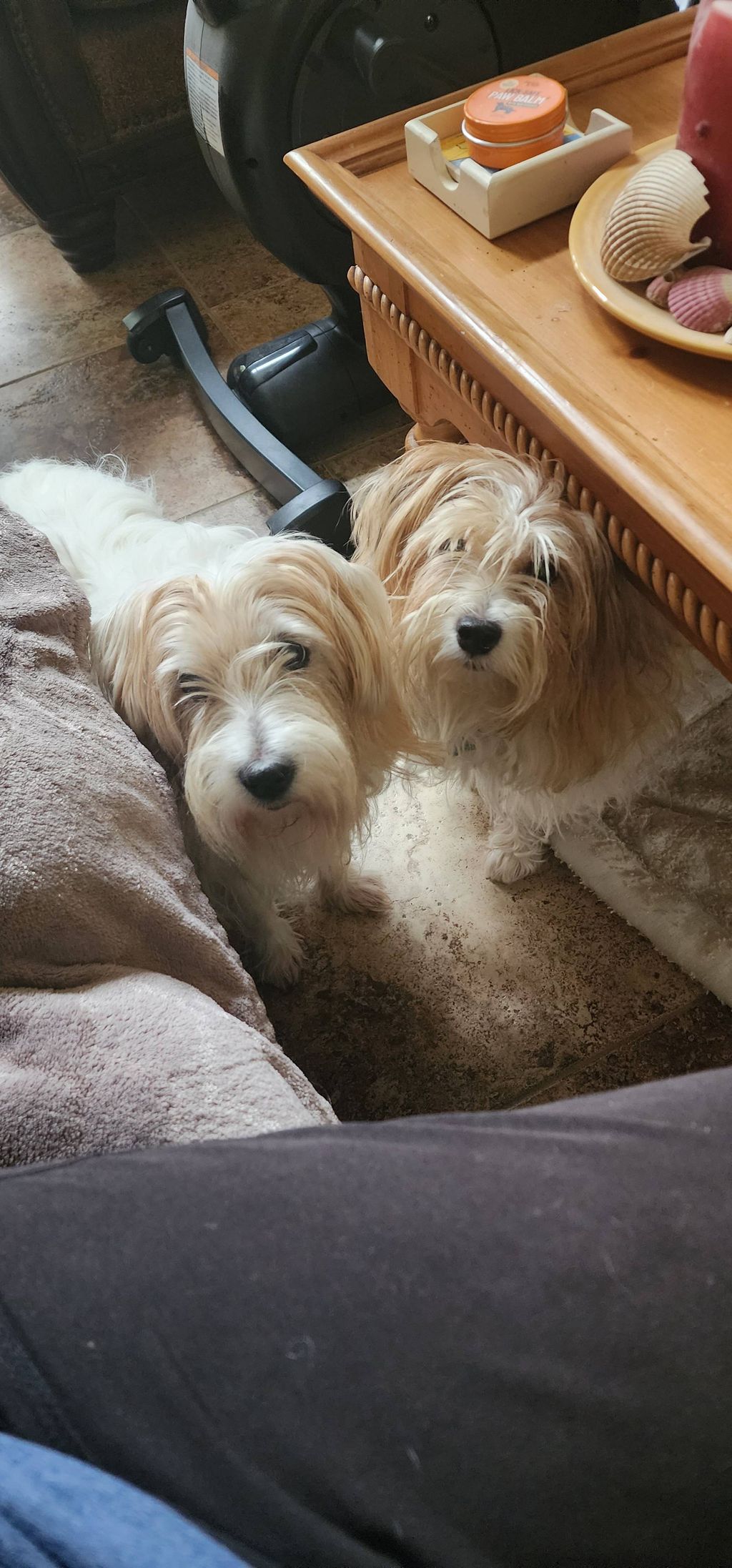 Introducing Quigly and Belle. They are my newest c