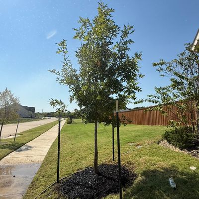 Avatar for López Tree Service