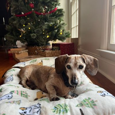 Avatar for Best Day Ever Home & Pet Sitting Services