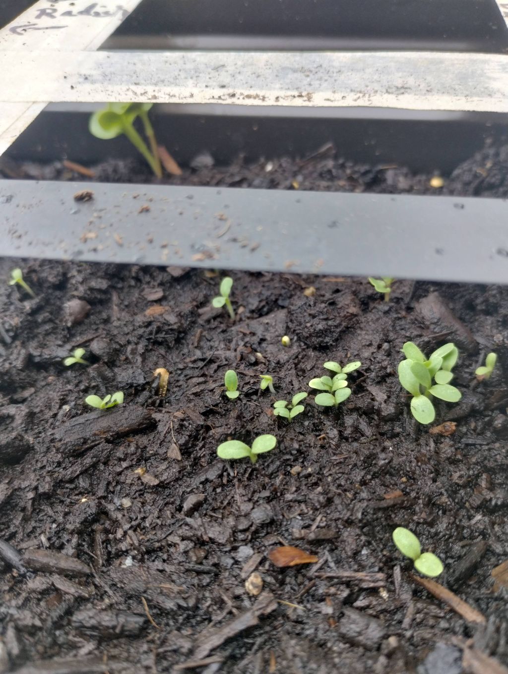 building a flower bed 