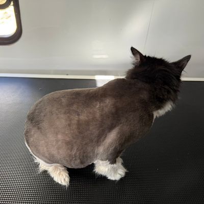 Avatar for Trim and Proper