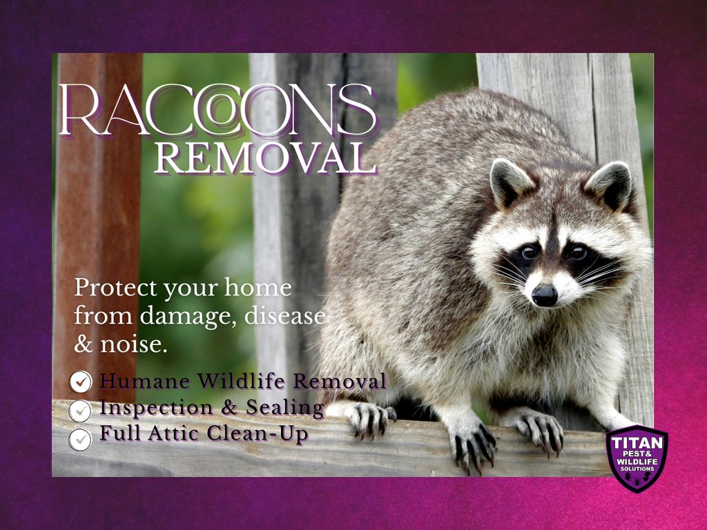 Raccoons Removal