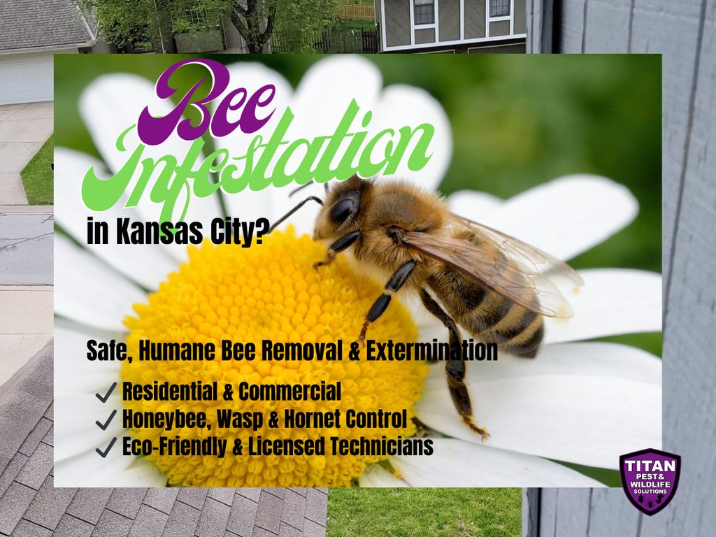 BEE INFESTATION