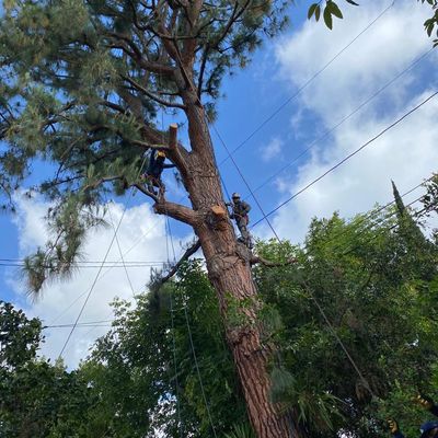 Avatar for Ray,s tree servise