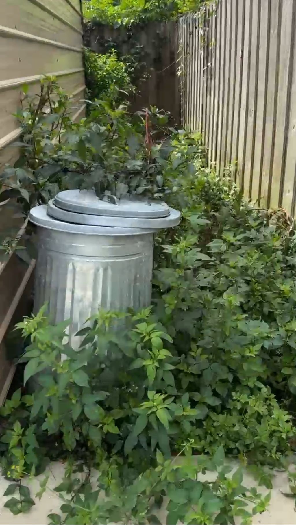 Before : I was tasked to clear out the side of a s