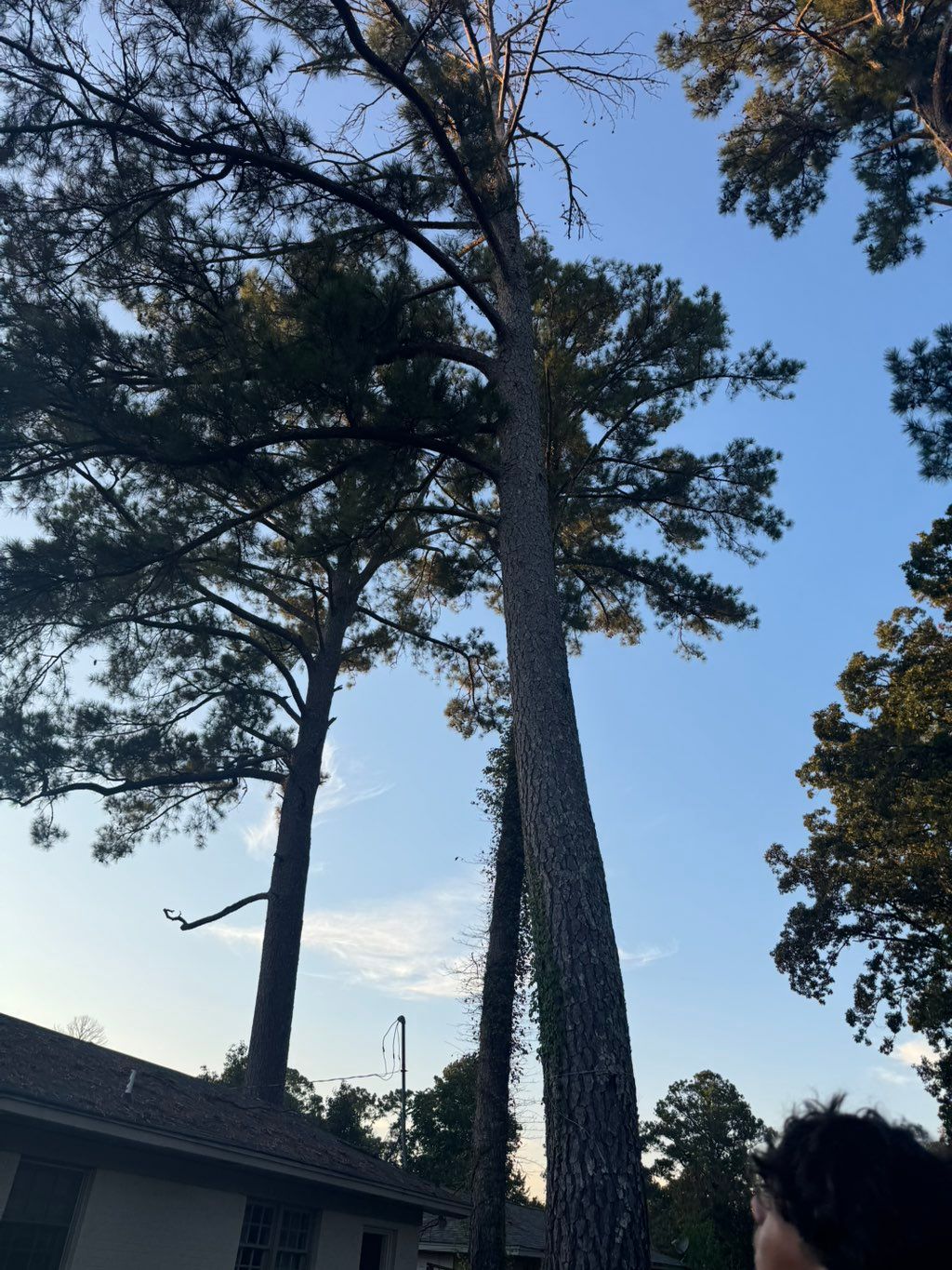 Multiple
Pine tree removals 