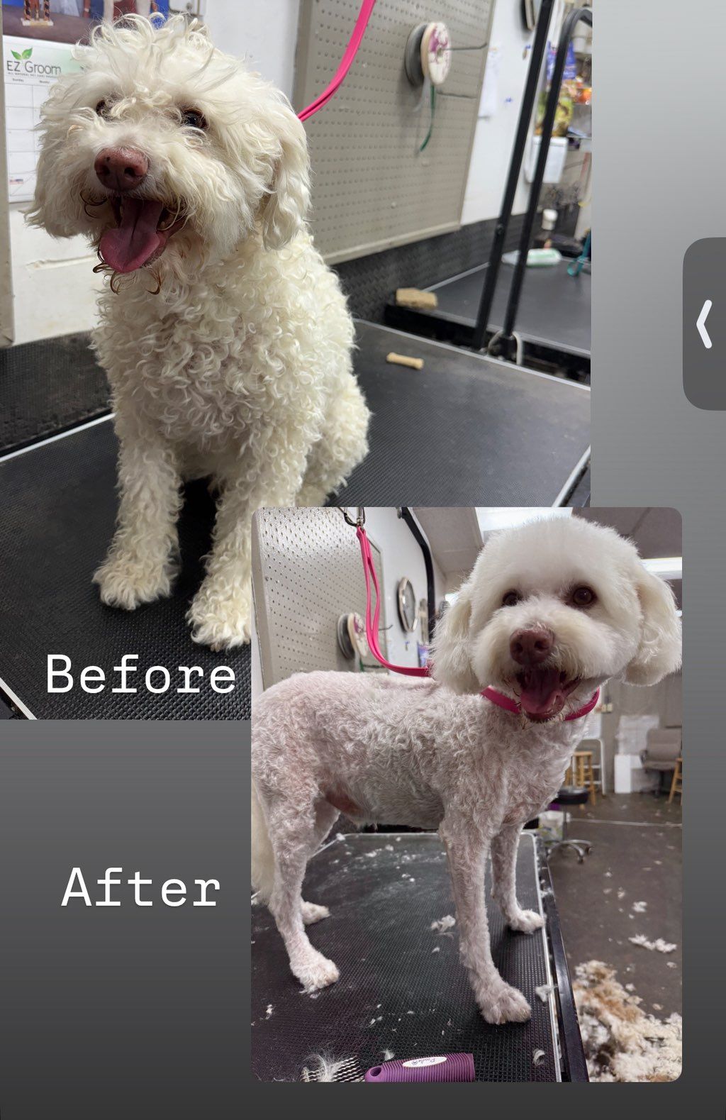 When a dog’s coat is very matted, it has to be sha