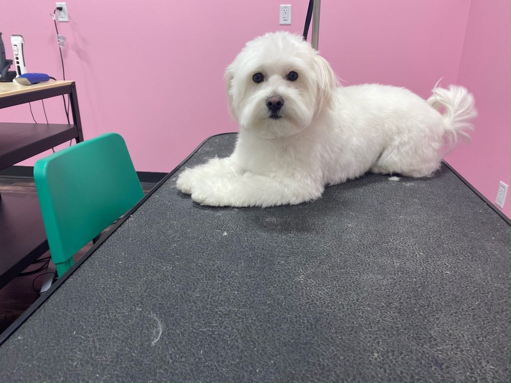 Customer photos