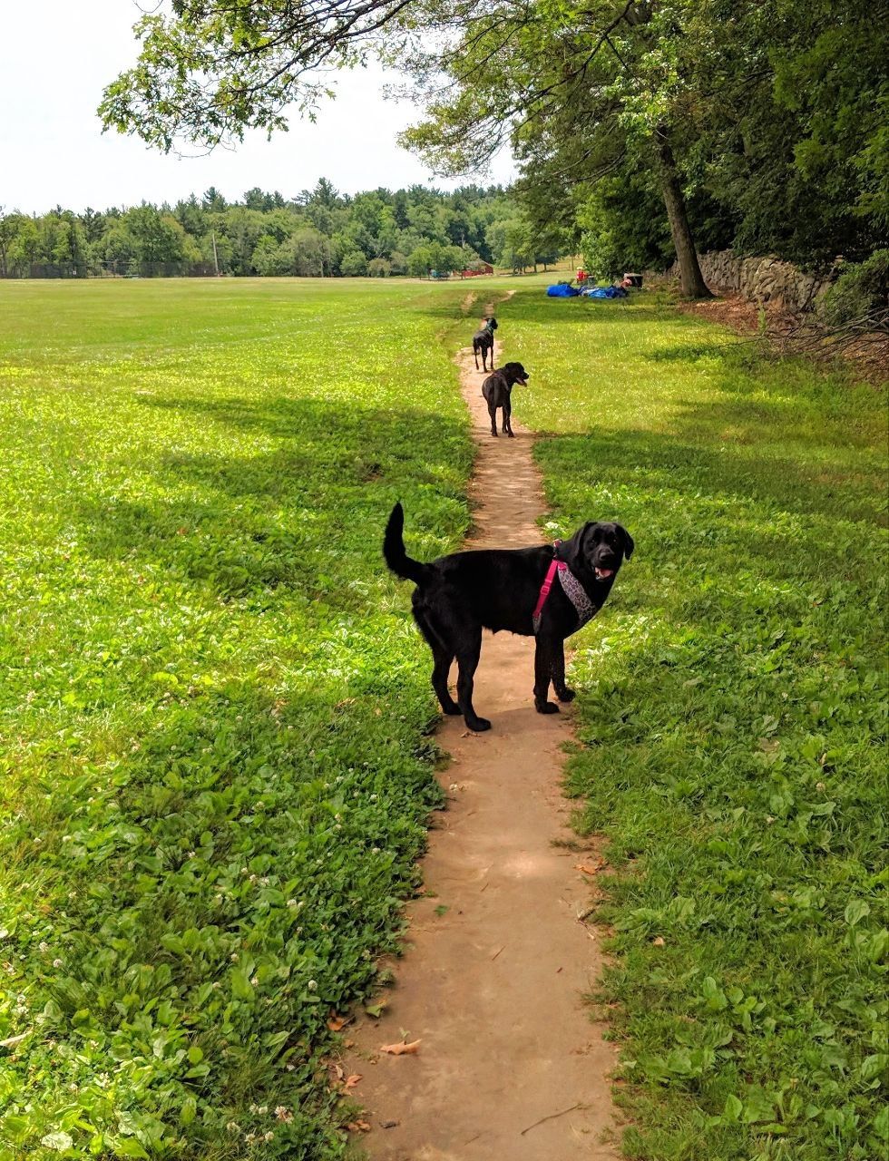 off leash training and adventures