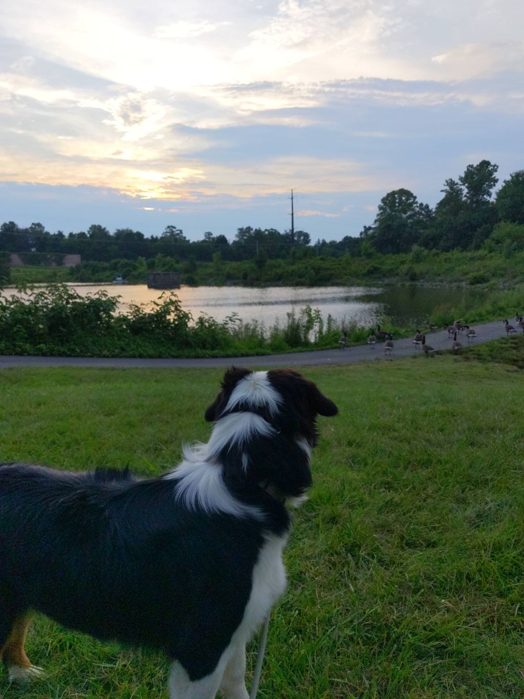 learning to ignore the geese!