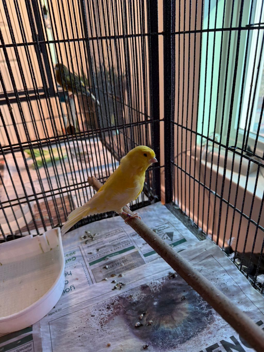 Goldie and Guapito!