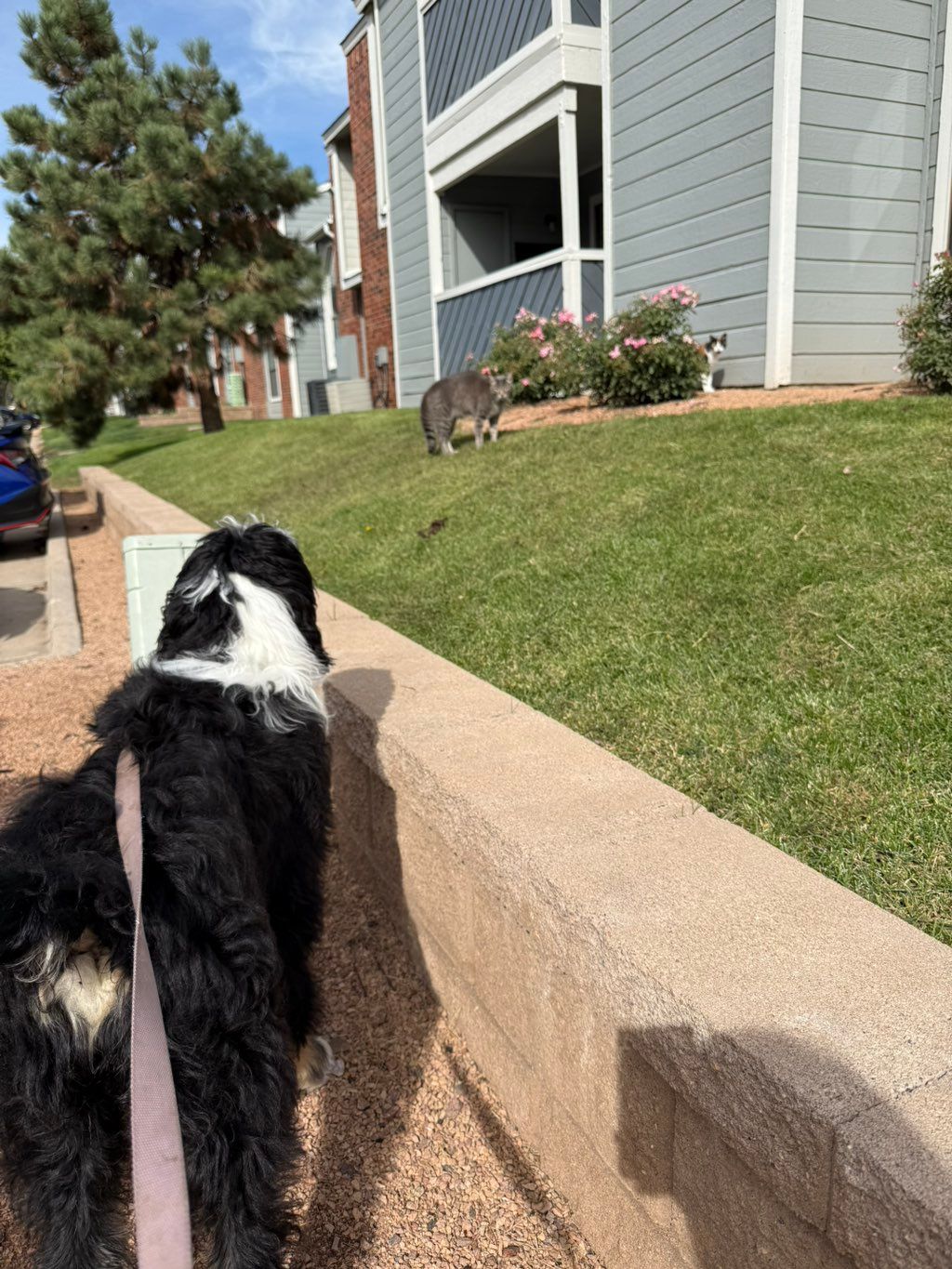 Mishka greeting the neighborhood cats 😆