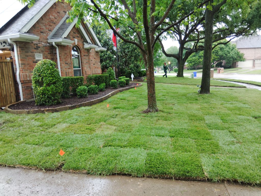 6 Pallets of Zoysia