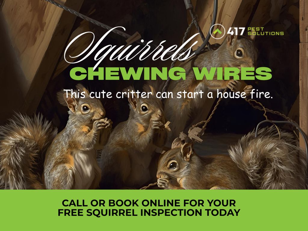 Squirrel Removal