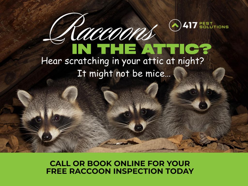 Raccoon Removal