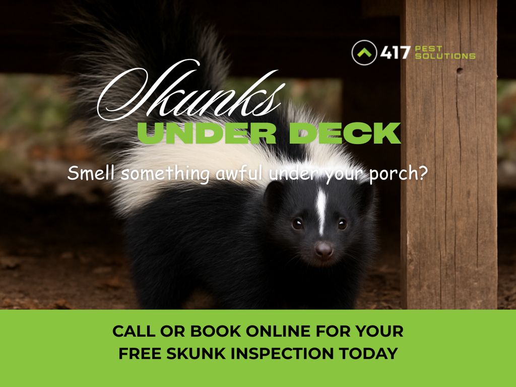 Skunk Removal