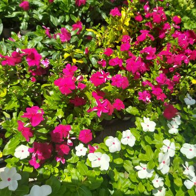 Avatar for Lindor Landscaping LLC