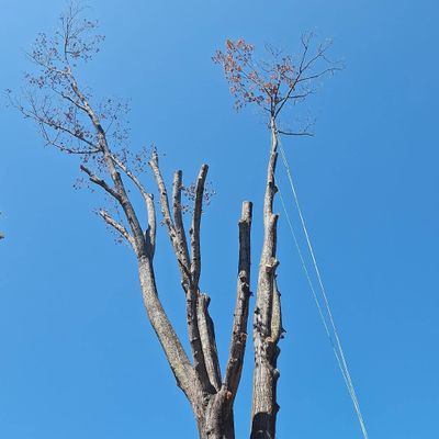 Avatar for R&J TREE SERVICE LLC