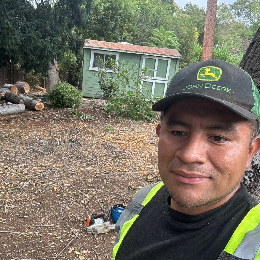 Álvaro Redwood Tree service