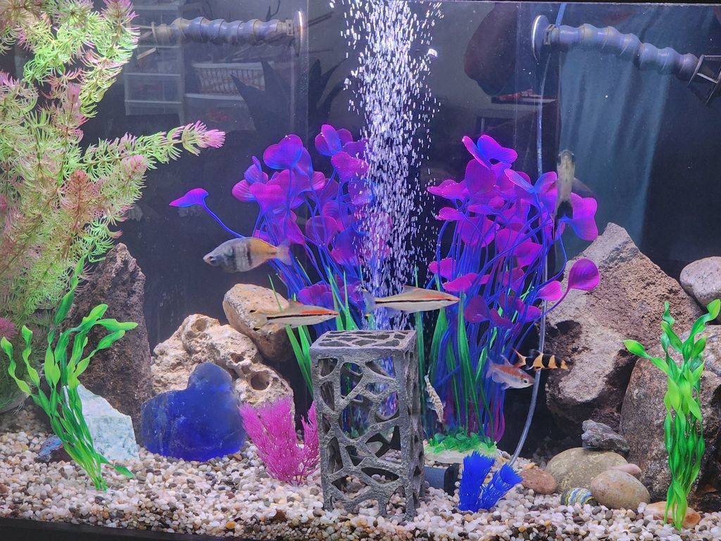 Customer photos