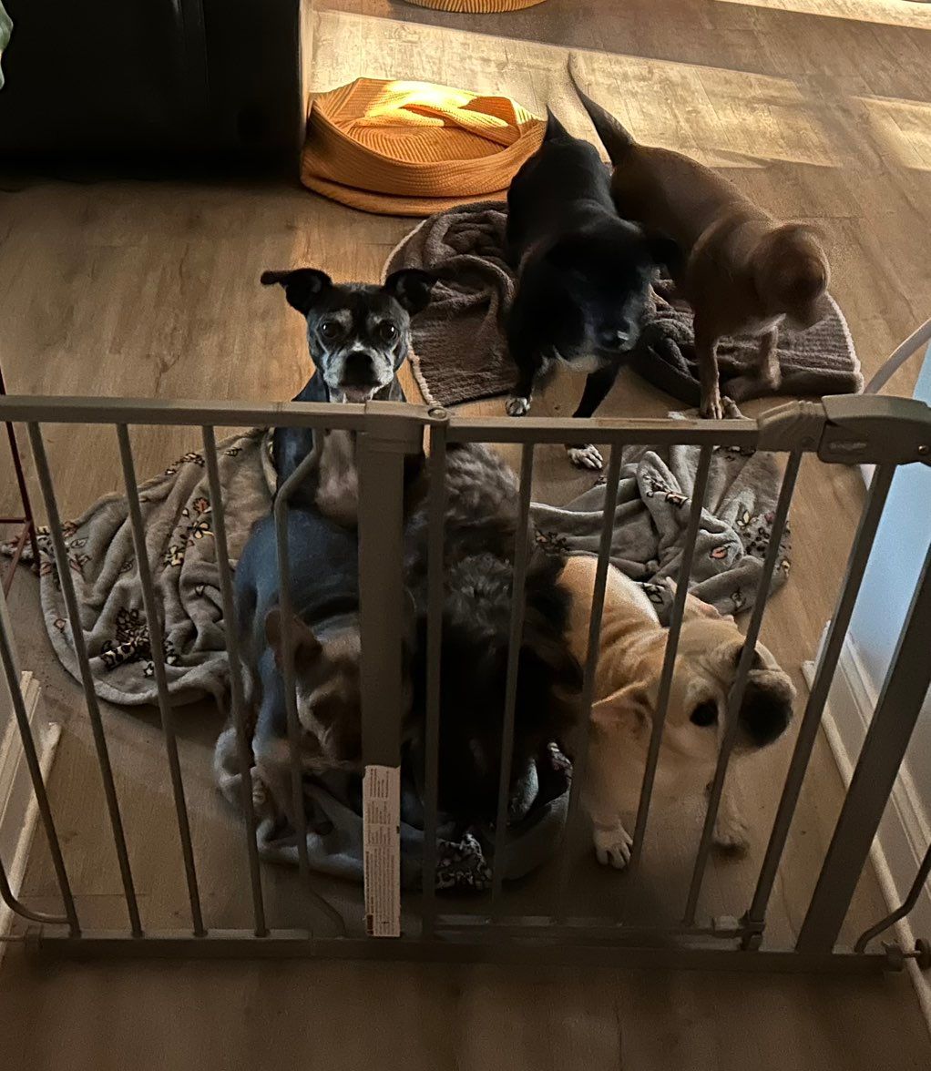 A whole pack of dogs in Gastonia!!